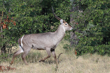Wasserbock / Waterbuck / Kobus ellipsiprymnus.
