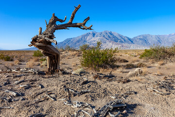 Dry vegetation and dead trees in the dry hot rocky Mojave Desert in California near Death Valley NP