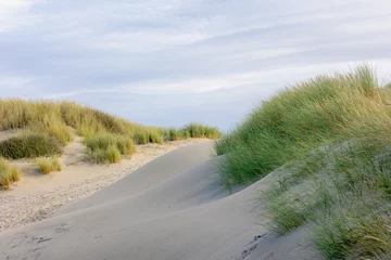 Photo sur Plexiglas Mer du Nord, Pays-Bas White sand beach at north sea coast, European marram grass (beach grass) on the dune, Ammophila arenaria is a species of grass in the family Poaceae, Dutch Wadden Sea island, Terschelling, Netherlands