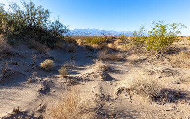 Fototapeta na wymiar Arid drought-resistant desert vegetation in the dry hot rocky Mojave Desert of California in Death Valley NP