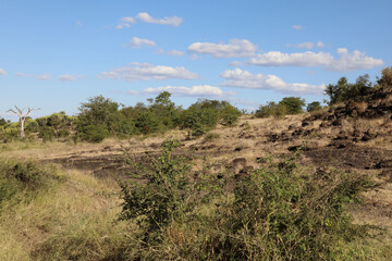 Krüger Park - Afrikanischer Busch / Kruger Park - African bush /