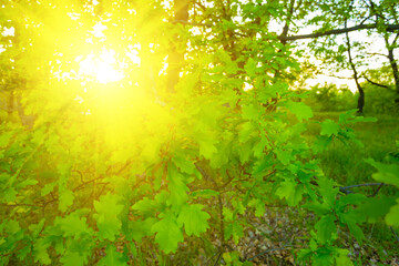 closeup oak tree with green leaves in light of sparkle sun