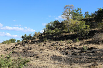 Krüger Park - Afrikanischer Busch / Kruger Park - African bush /
