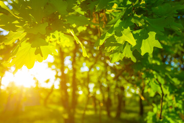 closeup oak tree with green leaves in light of sparkle sun