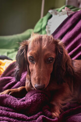 The Dachshund is a breed of hunting mink, characterized by short legs and a long body