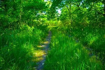 Fototapeta na wymiar small road in green forest