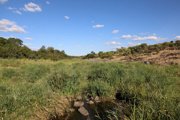 Afrikanischer Busch - Krügerpark - Tsendze River / African Bush - Kruger Park - Tsendze River /