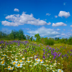 summer forest glade covered by wild flowers