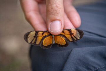 A butterfly native to the Atlantic Rainforest in the hand of a biologist, in the Atlantic Rainforest in the city of Rio de Janeiro, Brazil.