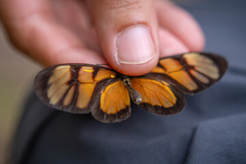 A butterfly native to the Atlantic Rainforest in the hand of a biologist, in the Atlantic Rainforest in the city of Rio de Janeiro, Brazil.