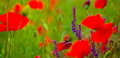 closeup heap of red poppy flowers in green grass