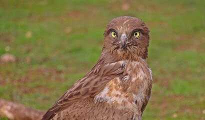 Short-toed Snake Eagle (Circaetus gallicus) lives in open and cultivated lands, barren, stony and bushy areas. It is seen in Asia, Europe and Asia.