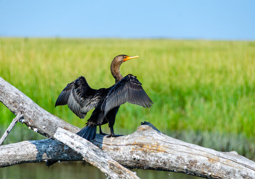 The double-crested cormorant (Nannopterum auritum), a bird dries its wings on a tree