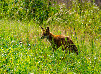 Cautious fox (Vulpes vulpes) in the wild in Bombay Hook National Wildlife Refuge, Delaware