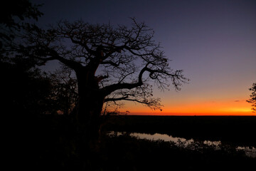 Afrikanischer Busch - Krügerpark - Pioneer Dam / African Bush - Kruger Park - Pioneer Dam /