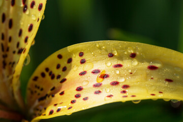 Petal of a yellow tiger lily with raindrops on a background of green grass in a summer garden.
