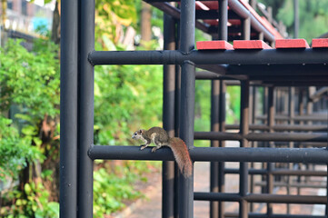 Fototapeta na wymiar Closeup of A small gray squirrel climbing on black steel bleachers in the park with natural background at Thailand.