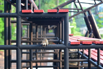 Closeup of A small gray squirrel climbing on black steel bleachers in the park with natural...