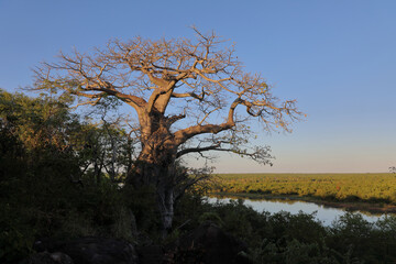 Obraz premium Afrikanischer Busch - Krügerpark - Pioneer Dam / African Bush - Kruger Park - Pioneer Dam /