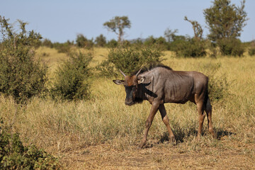 Streifengnu / Blue wildebeest / Connochaetes taurinus.