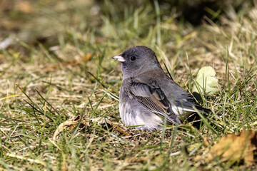 Fototapeta premium The dark-eyed junco (Junco hyemalis), male on the meadow