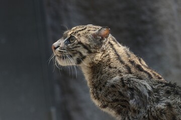 見上げるスナドリネコの横顔