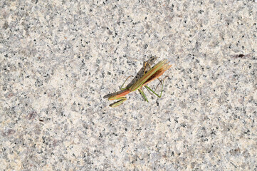 Closeup of Green Mantis stood on a marble pillar with natural background in Thailand. Shallow depth of field.