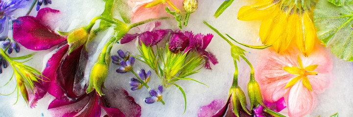 Summer banner of frozen flowers in ice, cornflowers and geraniums, osteosperum and lavender and...