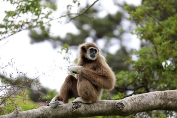 樹上に座り振り返るシロテテナガザル