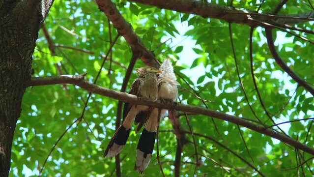 Guira (Guira guira) is a larval cuckoo, the only member of the genus Guira. It is found in southern and eastern Brazil, non-mountainous Bolivia, Paraguay, Uruguay and northern Argentina. 