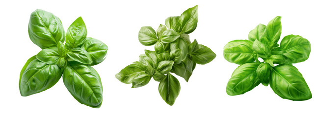 Basil isolated on transparent background cutout