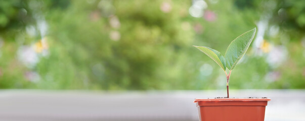 Macro of small sprout with first leaves growing in little flower pot over green background in blur.