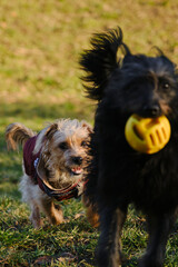 Two dogs are having fun playing in a spring park on a sunny day. A black mutt puppy runs away from a terrier with a ball in its mouth.