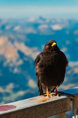 Pyrrhocorax graculus, alpine chough, at Mount Zugspitze, Top of Germany, Garmisch-Partenkirchen, Bavaria, Germany