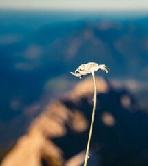 Leontopodium alpinum, Edelweiss, at Mount Zugspitze, Top of Germany, Garmisch-Partenkirchen, Bavaria, Germany