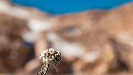Leontopodium alpinum, Edelweiss, at Mount Zugspitze, Top of Germany, Garmisch-Partenkirchen, Bavaria, Germany