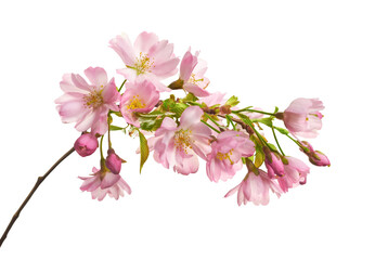 Fresh bright pink cherry blossom on a tree branch in spring, sakura season, springtime, isolated against a transparent background.