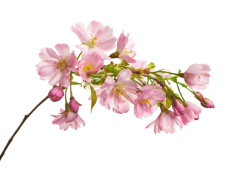 Fresh bright pink cherry blossom on a tree branch in spring, sakura season, springtime, isolated against a transparent background.
