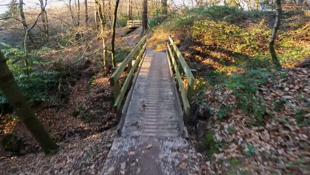 Downhill single track woodland mountain bike point of view 2
