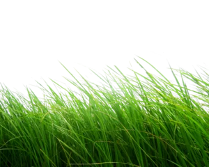 Gordijnen green grass isolated on white © Js graphix 