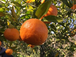 orange tree with fruits