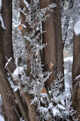 growth in frost on the trunk of a thuja on a frosty winter day
