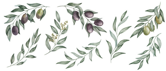 Watercolor set of illustrations. Hand painted branches with leaves, buds, black and green olives. Olive tree. Mediterranean fruits. Botanical elements. Isolated nature clip art for banners, posters - obrazy, fototapety, plakaty