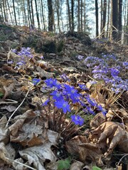 small flowers coppice in the forest in spring