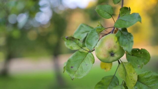 Apple on an Apple Tree Branch Gently Swings in the Wind