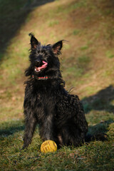 A cute black shaggy bearded mongrel puppy sits and poses with a yellow ball in a spring park. The dog is resting in a green clearing and basking in the sun.