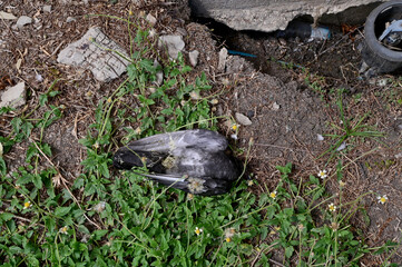 Closeup of A dead pigeon lay on the grass with natural background in Thailand.