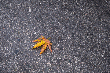 Autumn. Yellowed sycamore tree leaves on the concrete floor, - Powered by Adobe