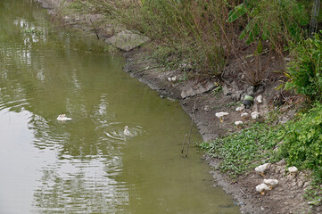 A Large Group of black ducks and white ducks is looking for food on the ground with natural background at Thailand.