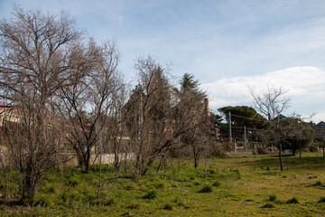 Dry or leafless trees due to drought or winter where you can see their decrepit branches or trunks